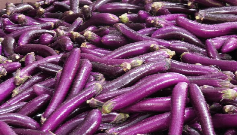 民情弯短茄子销售难拓宽思路变废为宝