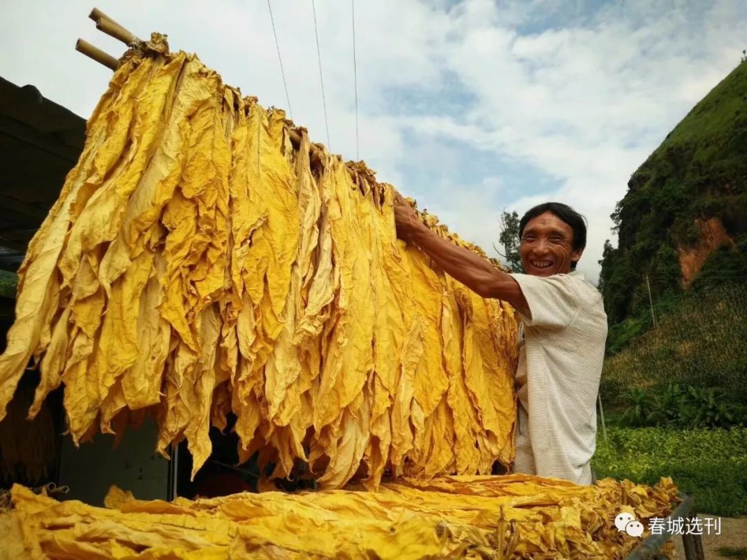 2019年云南宣威农村烤烟采收(搬烟,辫烟,烤烟)实景