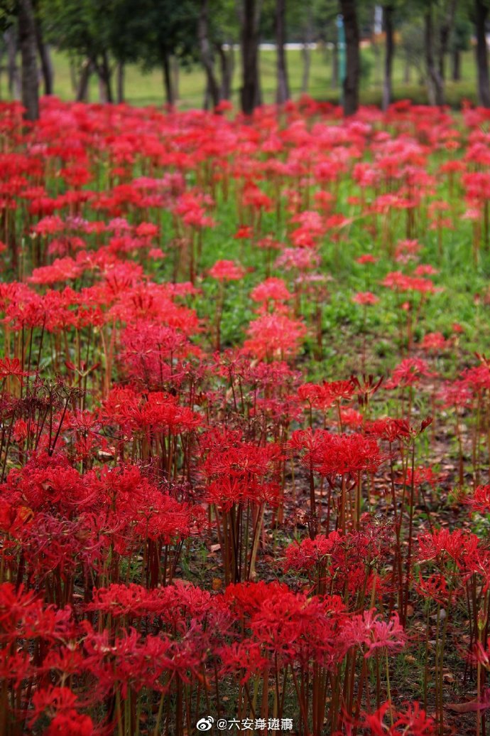 彼岸花花海图片唯美图片