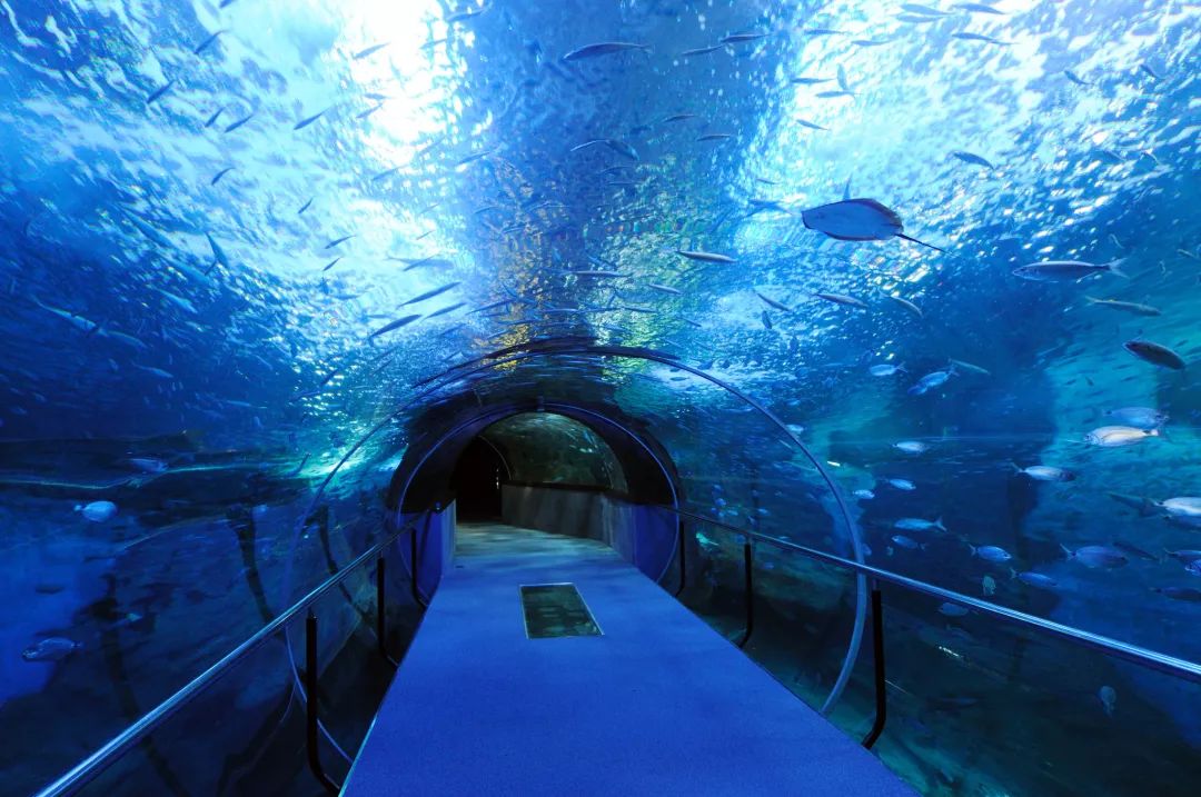 worlds highest-altitude aquarium opens to public in qinghai