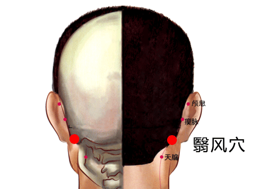 人体耳朵后面结构图图片