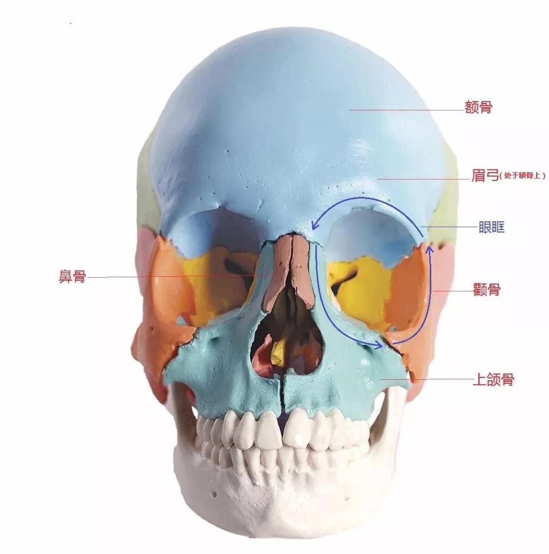 眉棱骨位置示意图图片