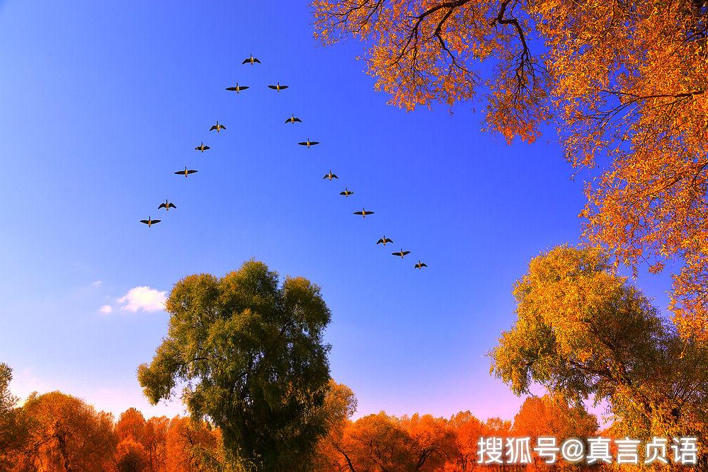 金秋十月,天高云淡,大雁南归,队伍整齐,一会儿是一字横队,一会儿又