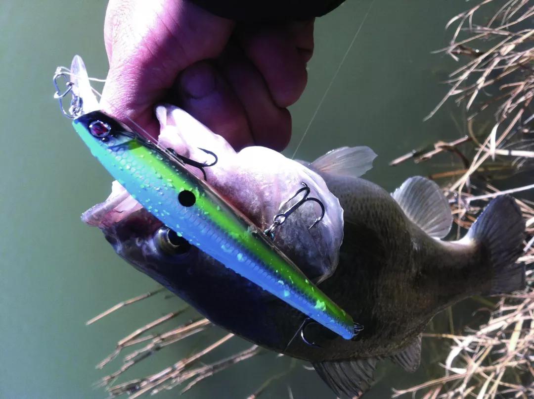 我研究了一下对象鱼的感官系统,别说还挺有用……(上)_路亚