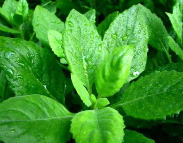 台湾特产的白凤菜风味独特感冒发烧也可用它如今人工种植广泛