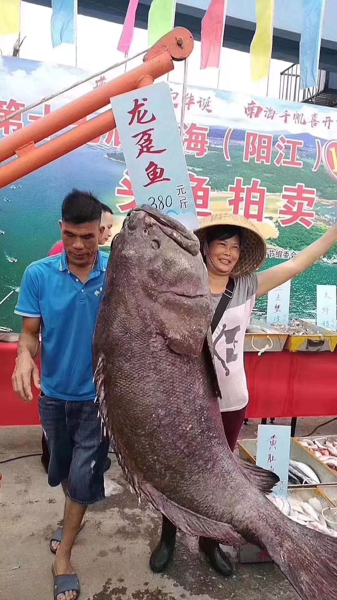 阳江海陵岛拍卖价7万的石斑鱼原来是