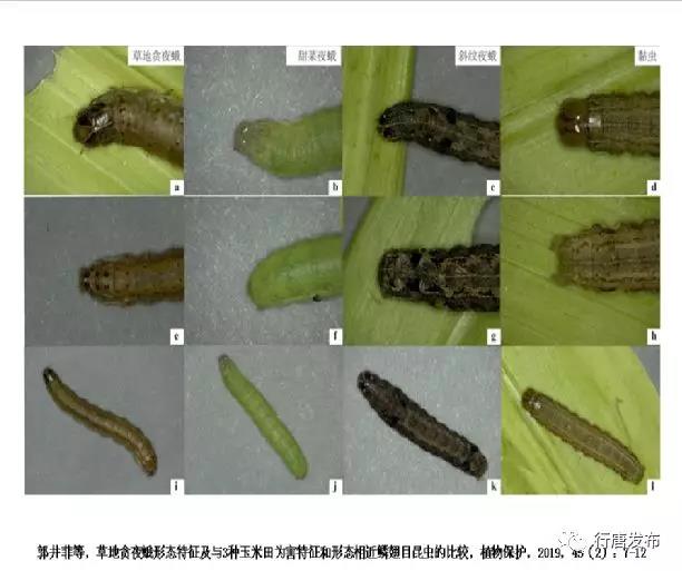 我县召开2019年草地贪夜蛾防控工作会