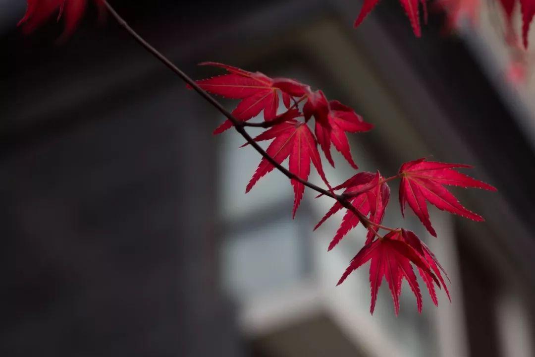 歲月悠遠含香人生幾度秋涼