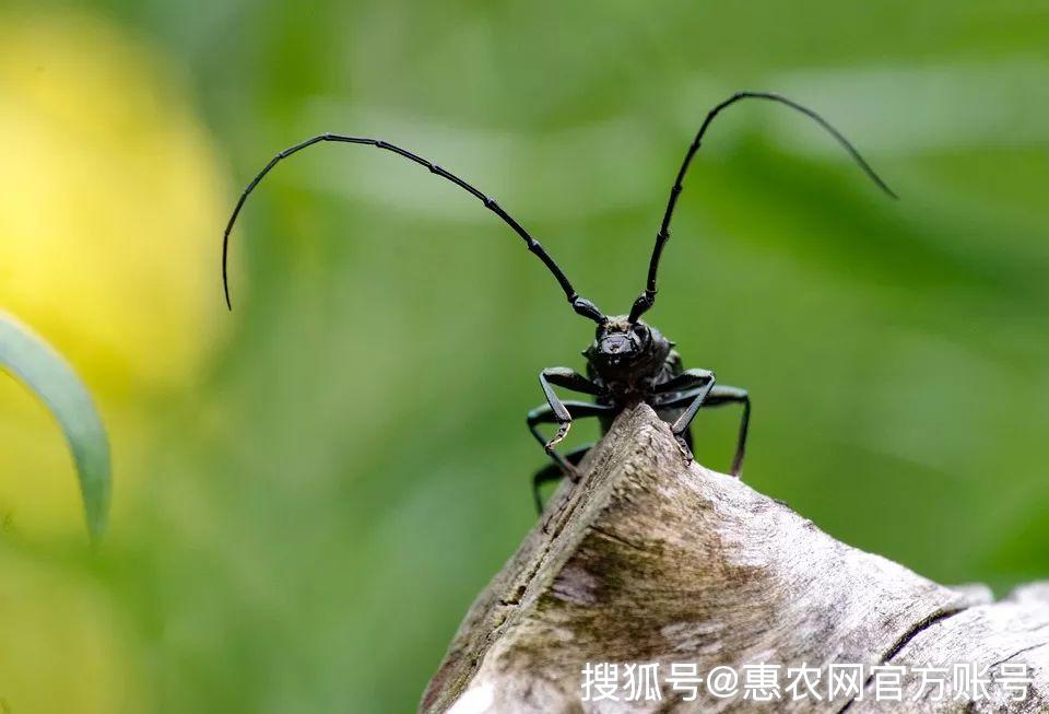 农村一种虫子,小孩常捉来绑着玩,现在被有钱人买了当宠物养!