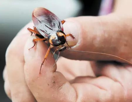 美洲大蠊领跑昆虫制药再成热门