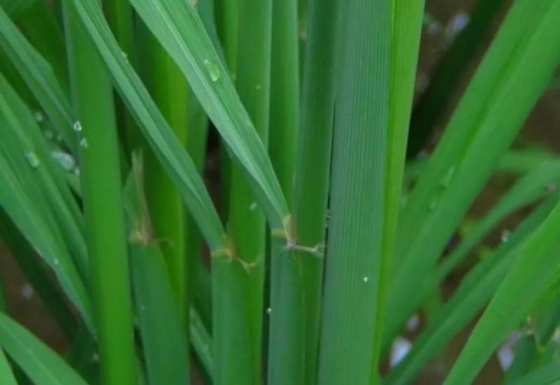 水稻破口期来临,阴雨天气多农民怎么办?解答5个关键问题