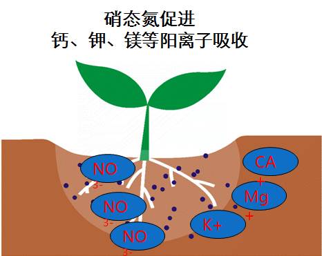 不會增加土壤酸度;——快速,能直接被作物吸收,肥效快;硝態氮:硝