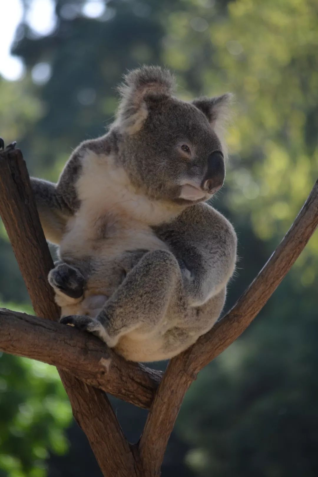 全澳最萌考拉宝宝 个性十足还会 wink | 遇见 aussie