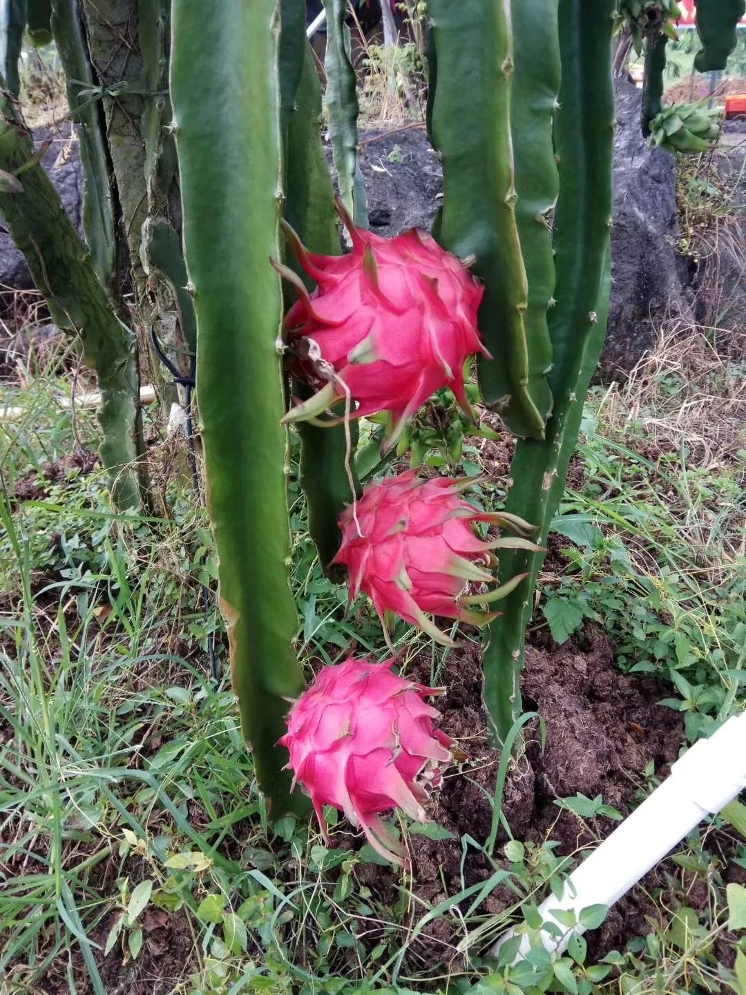 清远这个地方近130亩的火龙果成熟啦还免费请你吃果快来吧