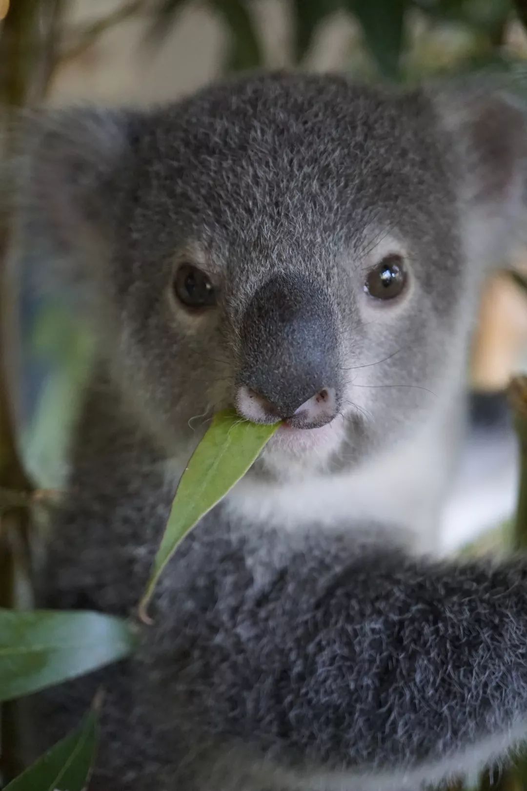 全澳最萌考拉宝宝 个性十足还会 wink | 遇见 aussie_tallow