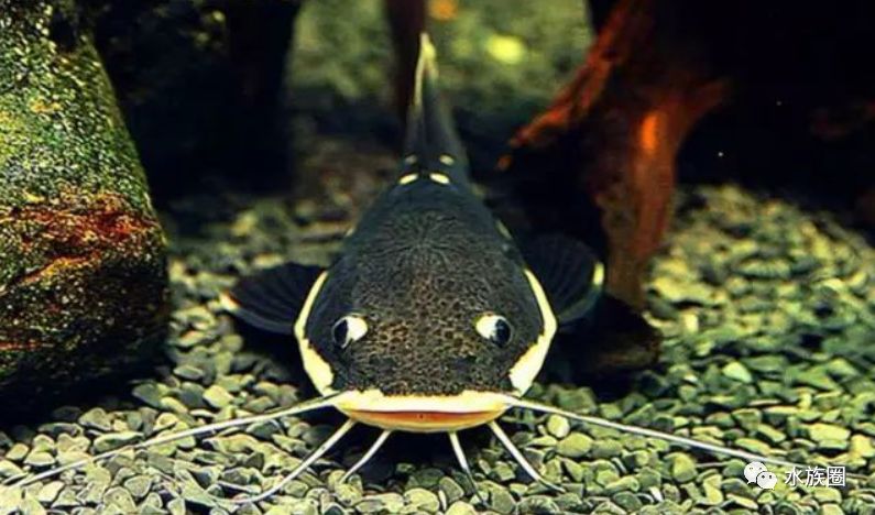 鱼友爱死红尾鲶,可钓友狠它说千万不要养?_鲶鱼