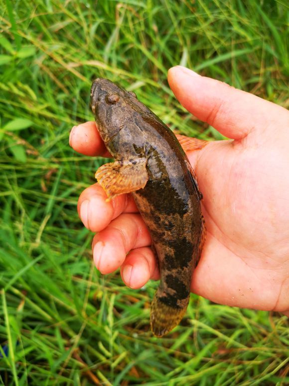 大量丑怪小黑鱼盘踞山下小河这鱼一百多一斤