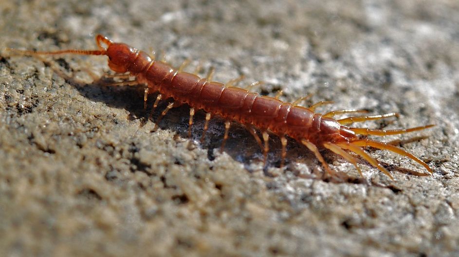 原来"凶手"竟是一条长约10厘米的蜈蚣!蜈蚣咬