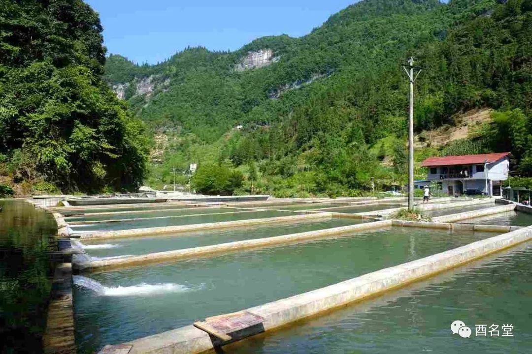 兴隆镇冷水鱼养殖基地.