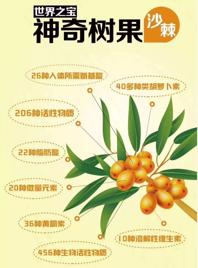 沙棘科普沙棘世界上最完美的植物