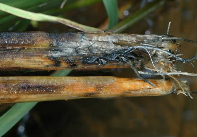 水稻白穗的原因你都知道吗