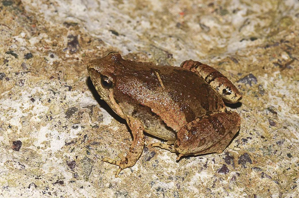 左:泽陆蛙(fejervarya limnocharis)右:饰纹姬蛙(microhyla fissipes)