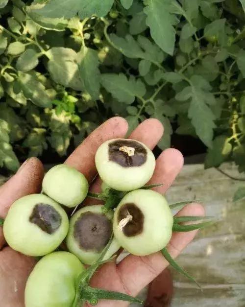 脐腐病危害大辣椒番茄都怕它补钙真的有用吗