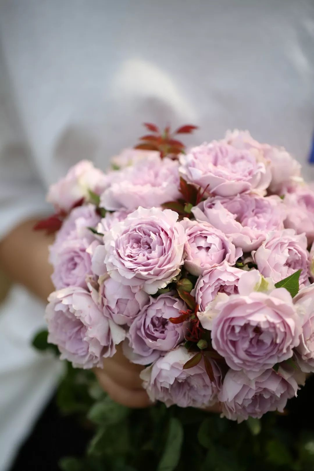 天狼新品首发可可爱爱粉月季潋滟超抗病