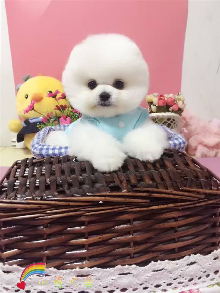 萌萌茶杯犬