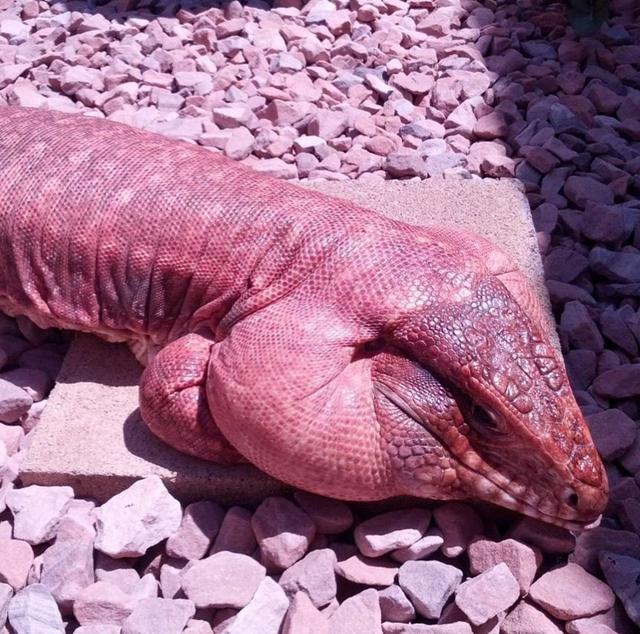 别人警告说这个庞大的蜥蜴脾气暴躁,但被它妈妈养成了乖宝宝_泰加