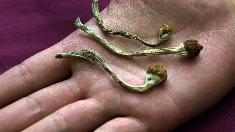 让人产生幻觉的毒蘑菇可以治疗抑郁症