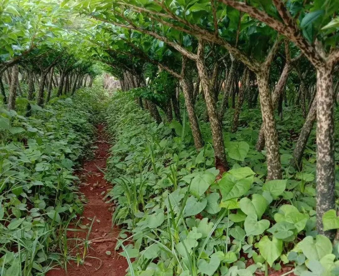 2019年8月景天魔芋種植技術培訓交流會後面就報到了