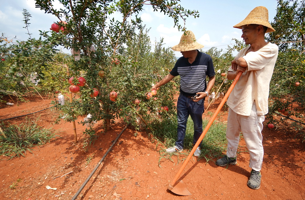 房产商种石榴,忐忑守候一千多个日夜,第一年挂果可以收入百万元