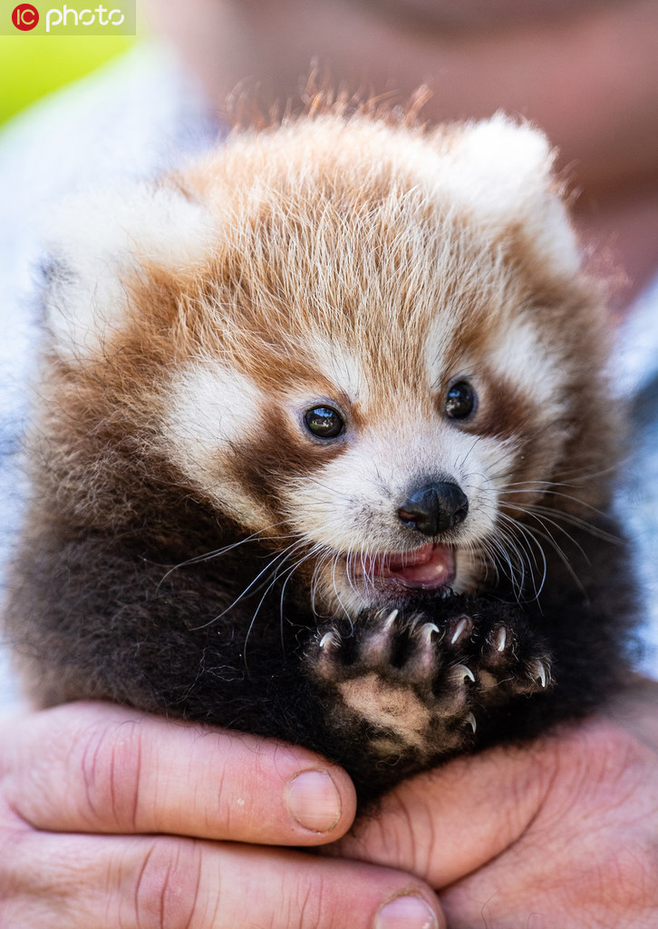 德国多特蒙德动物园首次公开小熊猫宝宝
