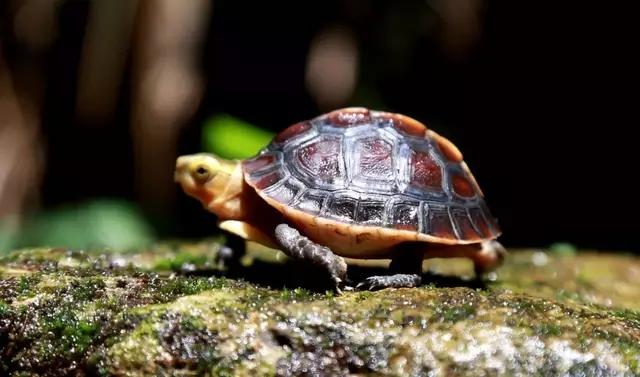 半水龟黄缘生活篇 新手小窝的建造 下