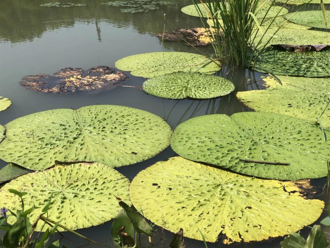 芡实植物长相图片图片