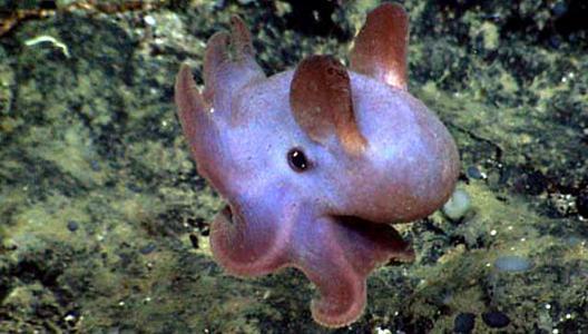 海洋中长有翅膀的小猪小飞象章鱼