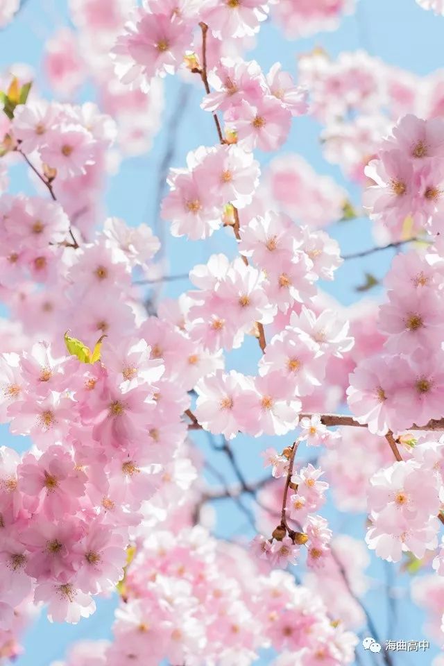 喜讯我校2019届学生李梓毓和孔豪以优异成绩分别被中央美术学院和中国