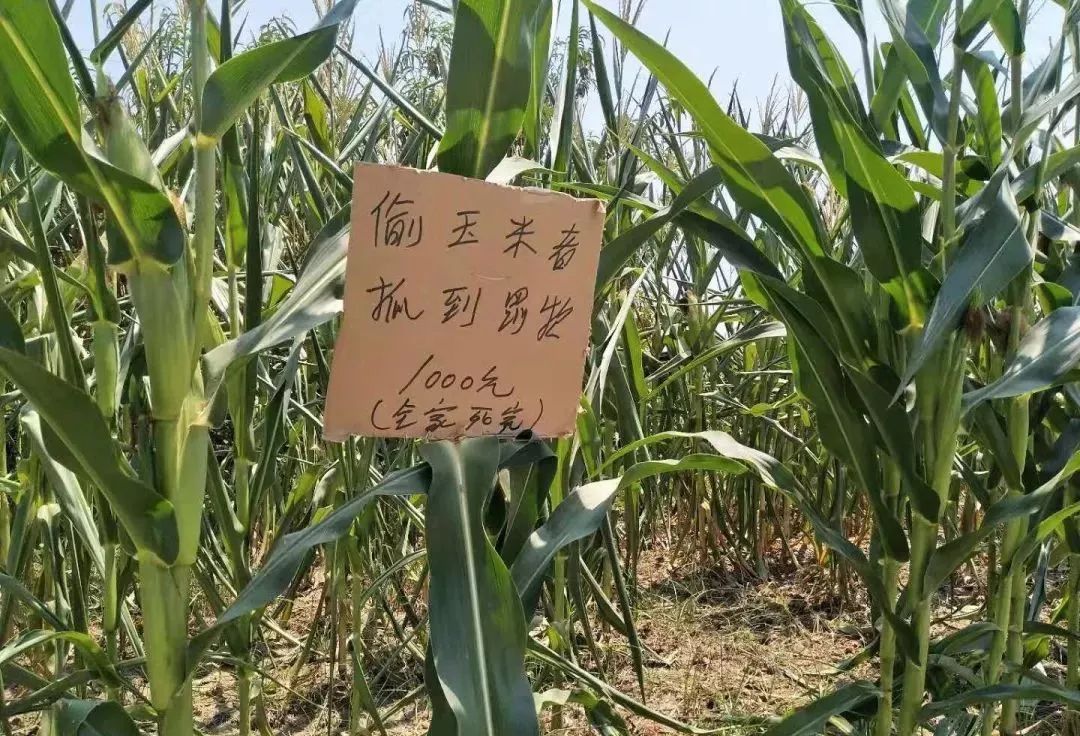 的季节,不少农民却犯了愁,遇到干旱天气不说,还总是有人去地里偷玉米