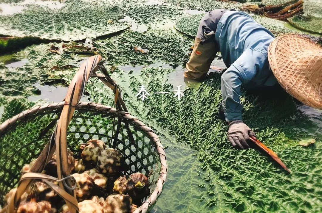 大量上市!苏州人的秋天,从一碗"鸡头米"开始