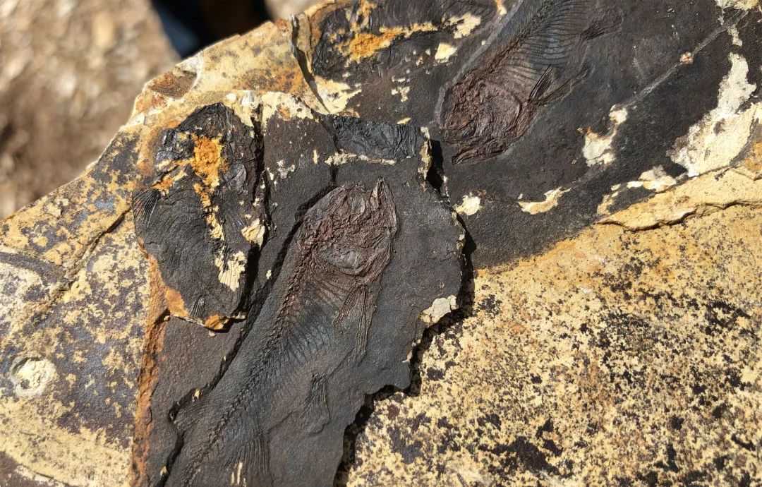 化石小猎人中秋特辑让相聚更有意义