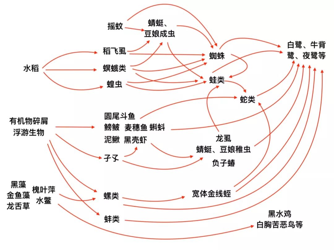 摇蚊的卵袋图片