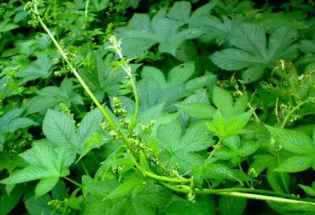 这种野菜猪吃了会生病然而对于人类却有着极高的食用价值