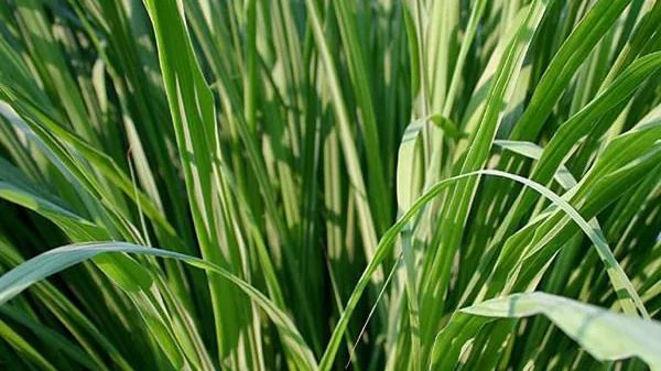 严选驱蚊界的劳斯莱斯开盖即用蚊子全消失老司机都用它