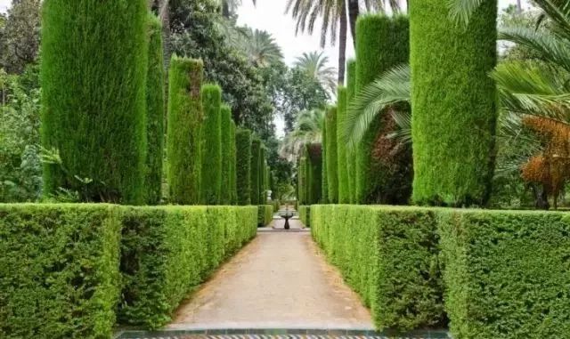 常见的绿篱,树墙均属此类.