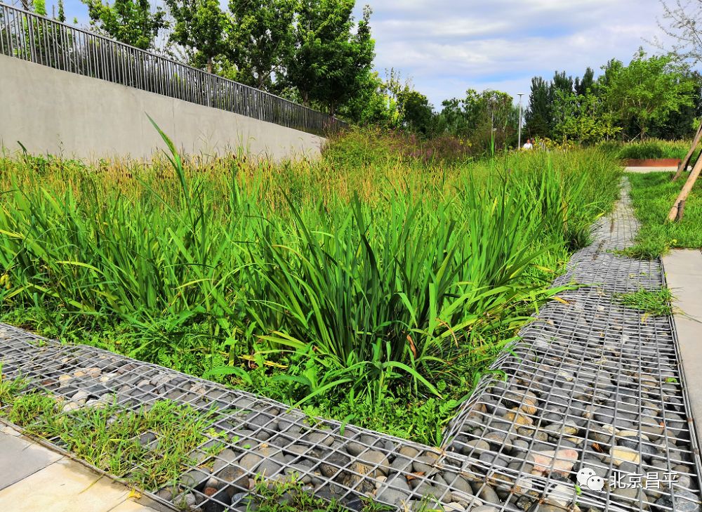 除了雨水花园在滨水公园海绵城市建设示范区雨水利用系统工程中未来