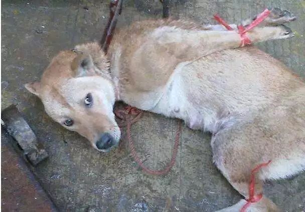 凌晨,蒙城一男子毒针偷狗.监控曝光