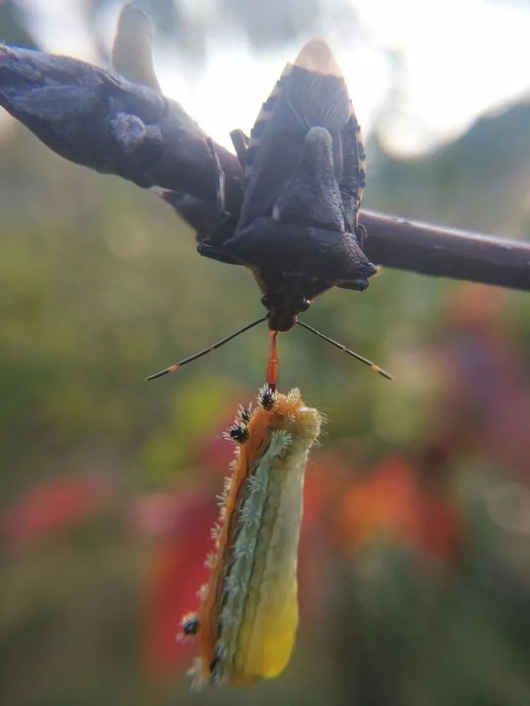 昆虫产业螳螂与天敌产业链自然循环农业