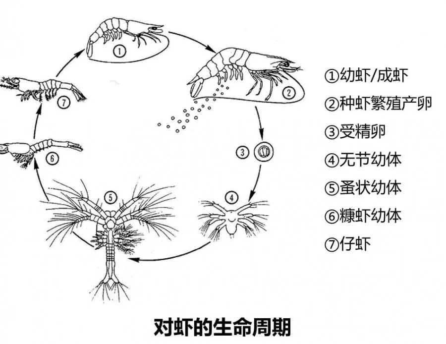 蜕皮南美白对虾生命里的一道风景