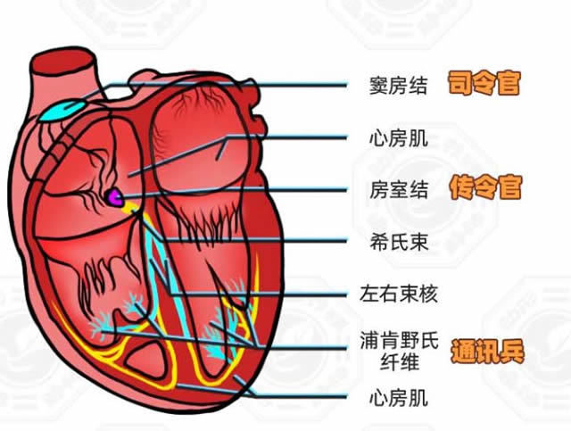 正常心脏传导顺序图片